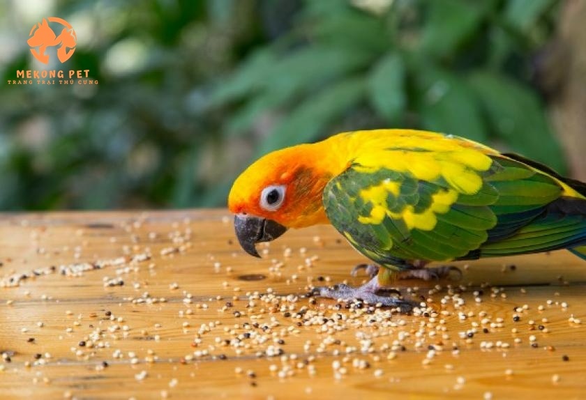 Cần có các loại thức ăn hấp dẫn để thưởng cho giống vẹt Sun Conure khi chúng làm đúng theo giáo án huấn luyện của chúng ta